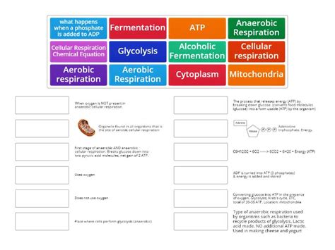 Cellular Respiration Match Up