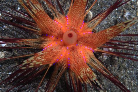 Red Sea Urchin Stock Image Image Of Indonesia Radiata 34991685