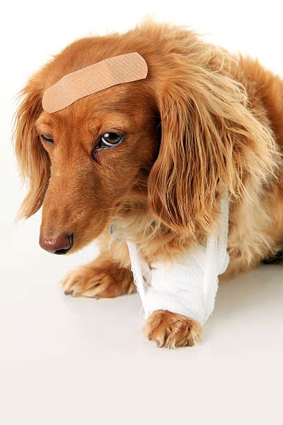 Dog Hurt Paw Stock Photos Pictures And Royalty Free Images Istock