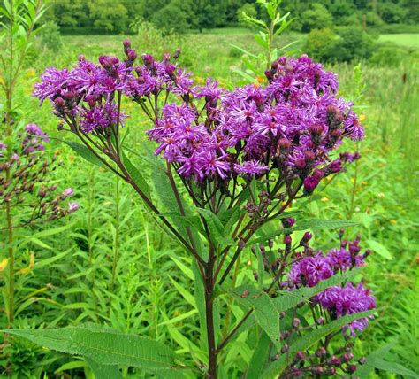 NEW YORK IRONWEED: (Vernonia noveboracensis). Photographed August 8