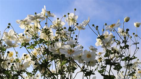 Fall's Hidden Garden Gem: Japanese Anemone - Great Garden Plants Blog