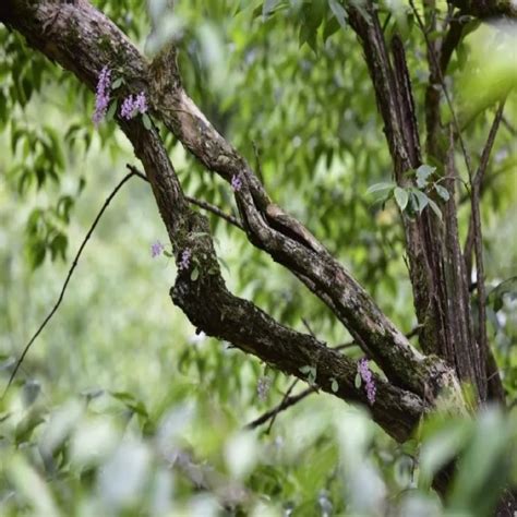 淳安发现国家一级保护植物象鼻兰 浙江首页 中国天气网