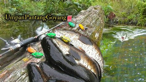 Super Ganas Mancing Casting Ikan Gabus Sambaran Membagongkan Dengan