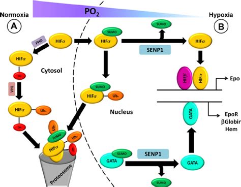 Schematic Model Of Sentrin Specific Protease 1 Senp1 On Download