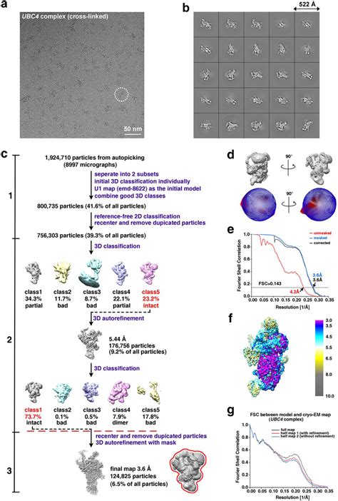 The Cryo EM Structural Determination Process For The UBC4 Complex A