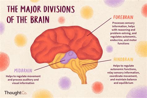 Divisions of the Brain: Forebrain, Midbrain, Hindbrain