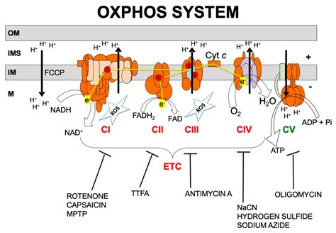 Ijms Free Full Text Oxidative Phosphorylation Dysfunction Modifies The Cell Secretome