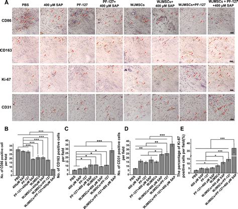 Immunohistochemistry Identifies The Macrophage Transformation Cell Download Scientific Diagram