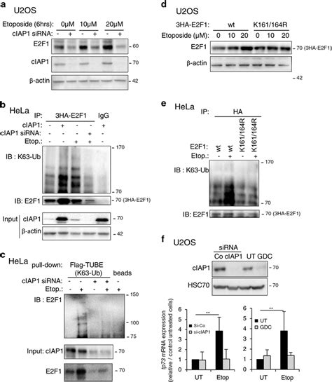 CIAP1 Is Required For DNA Damage Induced Stabilization Of E2F1 A