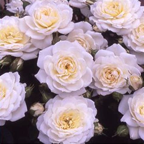 Rose White Patio L L Pot Harkness Roses