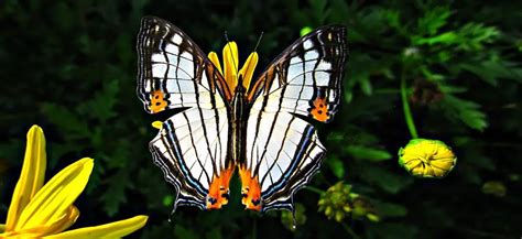 Butterflies Of The Philippines Discover The Philippines