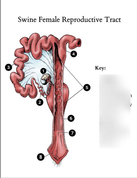 SHEEP FEMALE REPRODUCTIVE TRACT Diagram | Quizlet