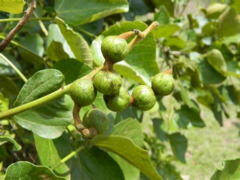 Rwanda on the Wing: If truffula trees were real...