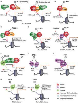 Frontiers Pharmacologic Targeting Of Chromatin Modulators As