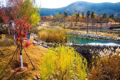 botanical canvas  anhui displays winter splendor cgtn