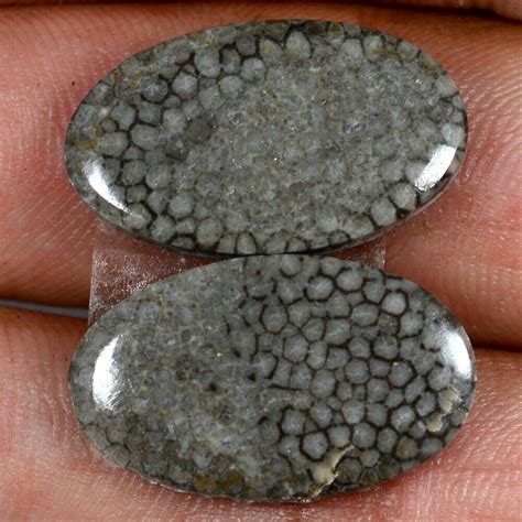 26 15 Karat 100 Natürlich Marokko Schwarz Fossil Coral Paar Cabochon