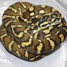 Irian Jaya Carpet Python: Care and Breeding Guide - Vital Frog