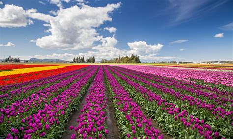 Skagit Valley Tulip Festival 2021: 10 Things to Know Before You Go!