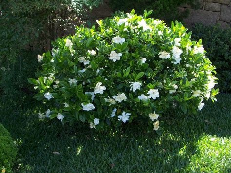 Evergreen Flowering Shrubs Large - Okejely Garden Plant