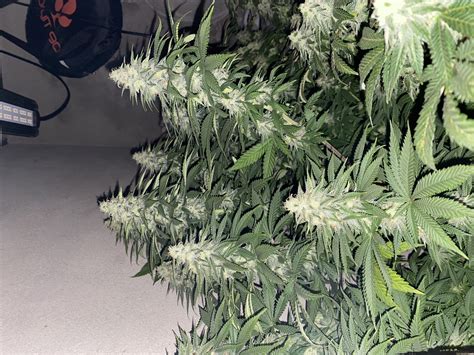 Skunk Xl Royal Queen Seeds Cannabis Strain Gallery