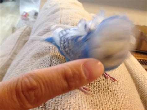 インコが家族の特定の人にだけ攻撃的になってしまう時は！ インコ好きの鳥ブログ