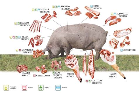 Ir Al Circuito Pantalla Organo Diferencia Entre Presa Y Pluma Nivel