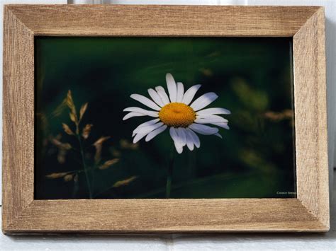 Dreamy Daisy Digital Print, Desktop Wallpaper, Daisy Photo, Flower