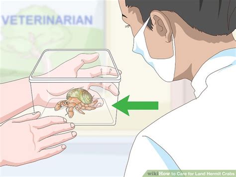 3 Ways To Care For Land Hermit Crabs Wikihow