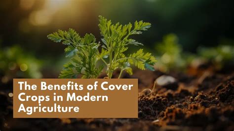 The Benefits of Cover Crops in Modern Agriculture - India's Biggest ...