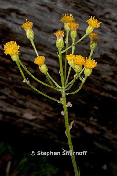 Senecio Integerrimus Var Exaltatus