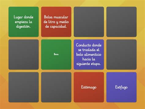 Conceptos Y Funciones Del Sistema Digestivo Matching Pairs