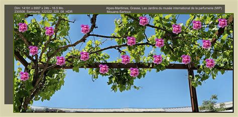 Alpes Maritimes Grasse Mouans Sartoux Les Jardins Du Mus Flickr