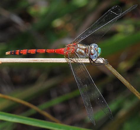 Blue Faced Meadowhawk Sympetrum Ambiguum Bugguide Net