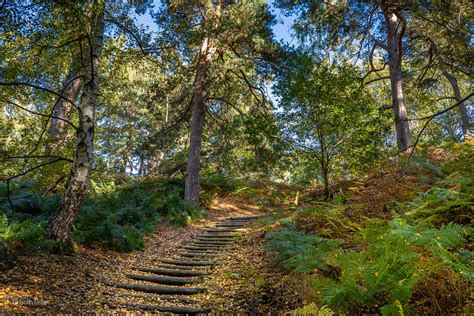 Rspb Sandy Uk Woodland Walk Colin Green Flickr