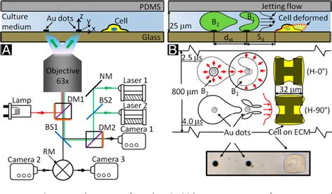 Figure 1 From Cell Membrane Deformation And Bioeffects Produced By