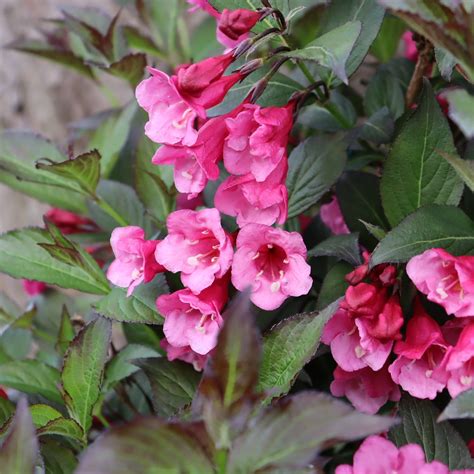 Weigela | Sonic Bloom® Wine | Proven Winners® Shrubs – Proven Winners