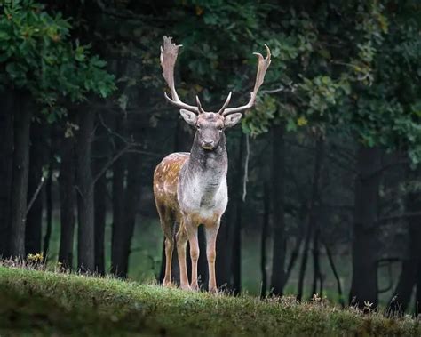 Fallow Deer - Facts, Diet, Habitat & Pictures on Animalia.bio