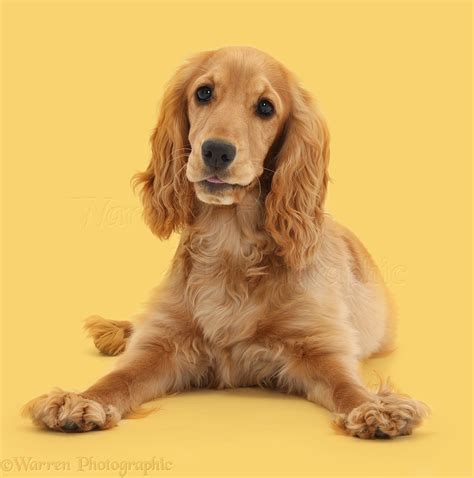 Dog: Golden Cocker Spaniel photo WP41217