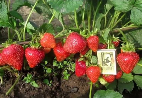 Клубника Свит Харт саженцы купить в Москве и Подмосковье в питомнике