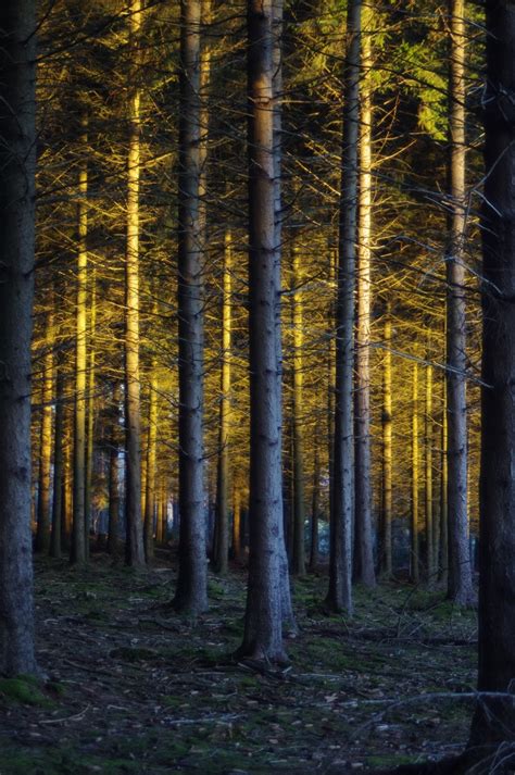 Free Images Tree Nature Wilderness Branch Sunlight Leaf Trunk