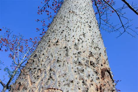 Thorn Of Silk Cotton Tree Or Bombax Ceiba Stock Photo Image Of