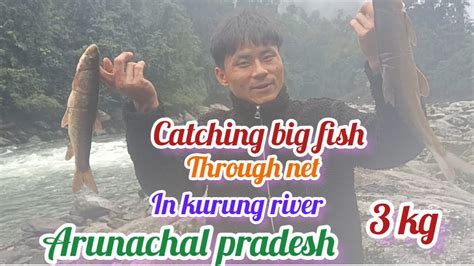 Net Fishing Catching Big Fish Through Net In Kurung River Arunachal