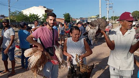 Vanio Da Feira Das Galinhas Mostrando As Novidades De D Is Riacho Al