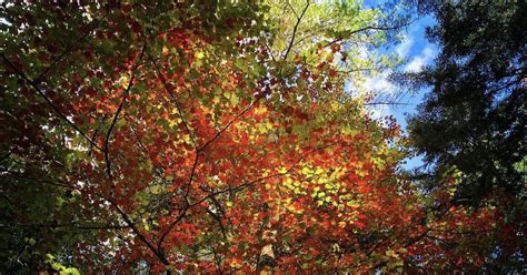 Upstate NY fall foliage map: First report released as colors begin to ...