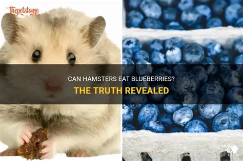 Can Hamsters Eat Blueberries The Truth Revealed Petshun