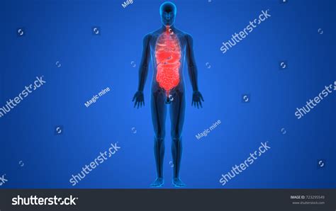 Human Body Organs Anatomy 3d Stock Illustration 723295549 | Shutterstock