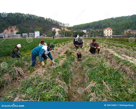 Farmer Harvest Onion In The Field Editorial Stock Photo Image Of