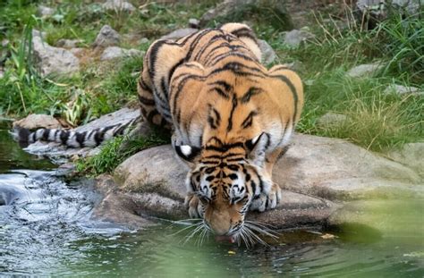 Peranan Undang Undang Untuk Melindungi Harimau Malaya Bahagian