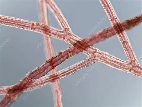 Red Algae Light Micrograph Stock Image C006 9725 Science Photo