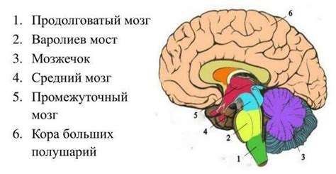 Человеческий мозг